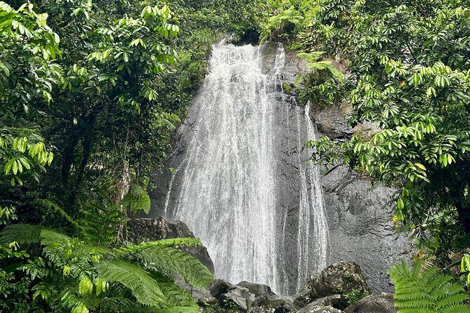 Explore El Yunque National Forest Guided Nature Adventure - The Sum Up