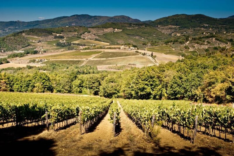 Explore Elegance: Savor 3 Exquisite Wines at Tenuta Bossi - The Tour: What to Expect