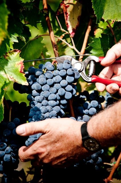 Explore Elegance: Savor 3 Exquisite Wines at Tenuta Bossi - Practical Tips for Your Visit
