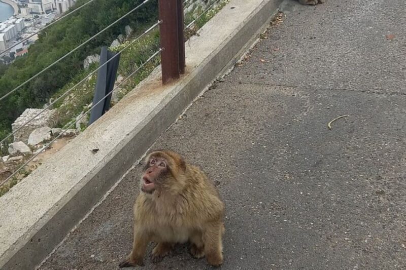 Explore Gibraltar with a Private Guide from Malaga. - FAQ