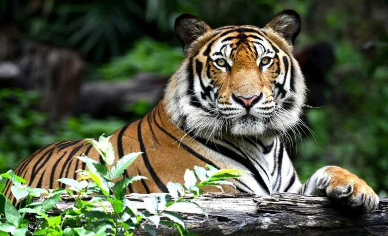 Explore Golden Triangle Tour With Ranthambore Safari 7 Days - Key Points