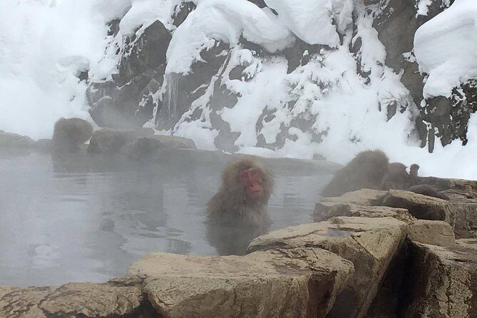 Explore Jigokudani Snow Monkey Park with a Local Guide - FAQ
