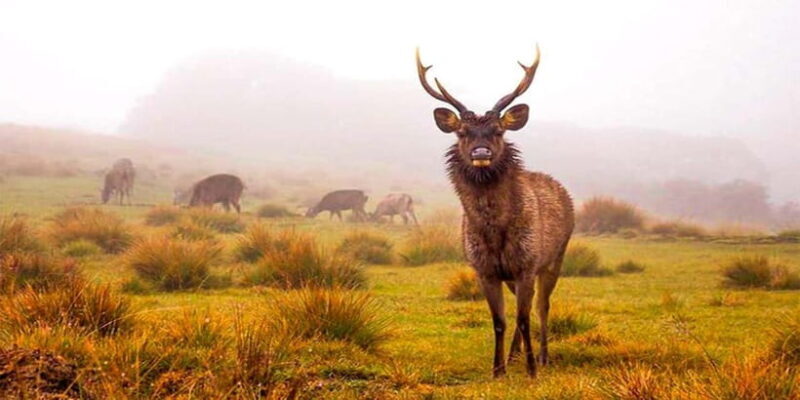 Explore Kandy & Nuwara Eliya in 2 days - Explore Kandy & Nuwara Eliya in 2 days