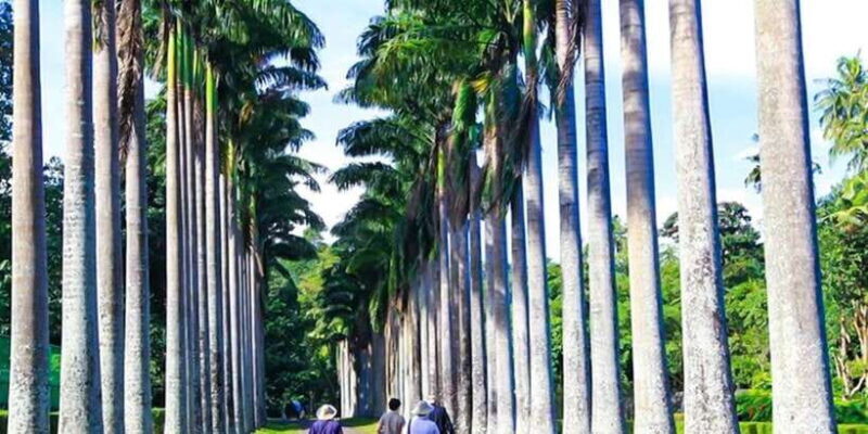 Explore Kandy, Pinnawala, and Tea Plantation from Kandy - The Practicalities: What to Expect