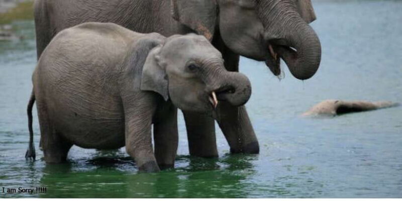 Explore Kandy, Pinnawala, and Tea Plantation from Kandy - FAQ