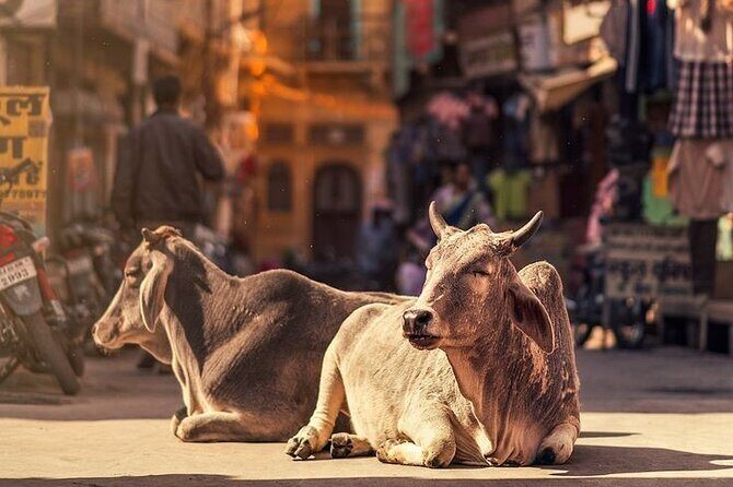 Explore Local Experience Jaipur Sightseeing Tour by Car + Guide - Frequently Asked Questions