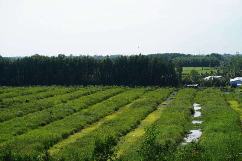 Explore Lung Ngoc Hoang in Hau Giang - In-Depth Look at the Experience