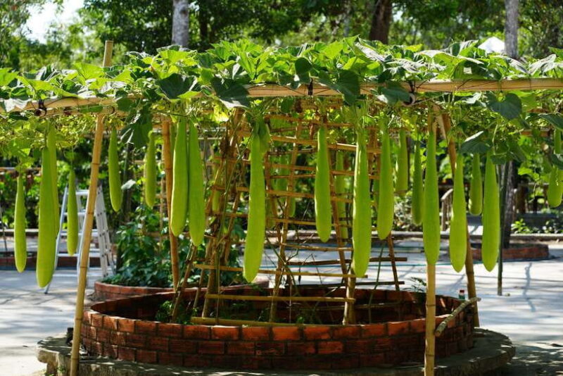 Explore Lung Ngoc Hoang in Hau Giang - A Few Considerations