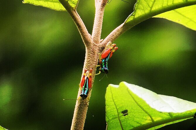 Explore Manuel Antonio National Park with Expert Guide - Final Thoughts: Is It Worth It?