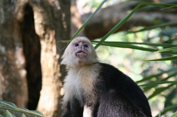 Explore Manuel Antonio National Park with Expert Guide - FAQ