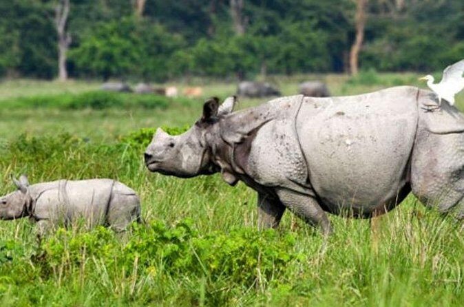 Explore Mayong Village of Black Magic & Pobitora Wildlife Safari - Frequently Asked Questions