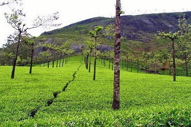 Explore Munnar Day Trip From Cochin ( By Munnar Info) - Why This Tour Works for Travelers