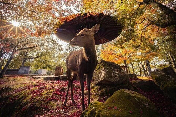 Explore Nara | Private Tour - Local English Driver(guide option) - Key Points