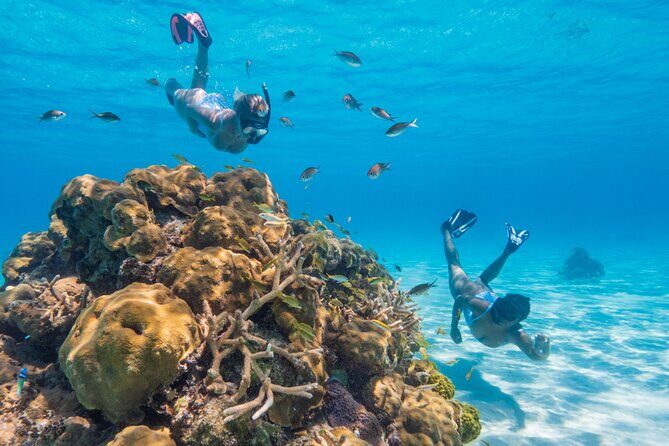 Explore Nassau's Best Spots with Snorkeling Tour - The Value of the Tour