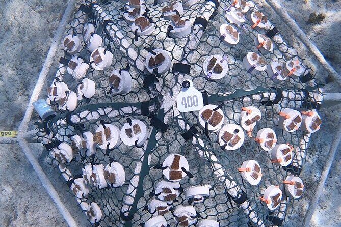 Explore Nassau's Best Spots with Snorkeling Tour - Final Thoughts