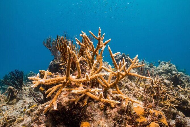 Explore Nassau's Best Spots with Snorkeling Tour - FAQ