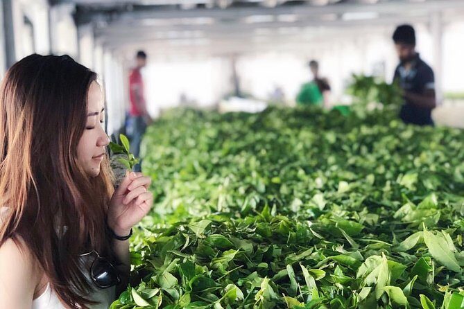 Explore Nuwara Eliya | Experience the Best Tea in the World - Frequently Asked Questions