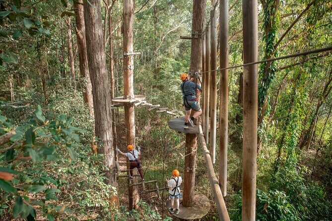 Explore Ourimbah State Forest Tree Ropes Course - Who Will Love This?