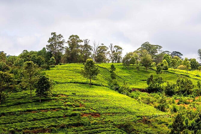 Explore Palani Murugan Temple From Coimbatore - Why This Tour Offers Great Value