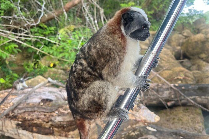 Explore Panama Canal and Gatun Lake with Rainforest Hike - In-Depth Look at the Panama Canal & Rainforest Hike Tour