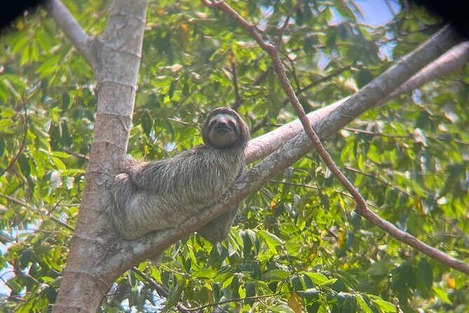 Explore Panama Canal and Gatun Lake with Rainforest Hike - Exploring Panama’s Natural Wonders: A Review of the Gatun Lake and Rainforest Tour