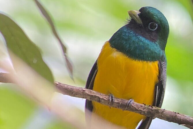 Explore Panama Canal and Gatun Lake with Rainforest Hike - Key Points