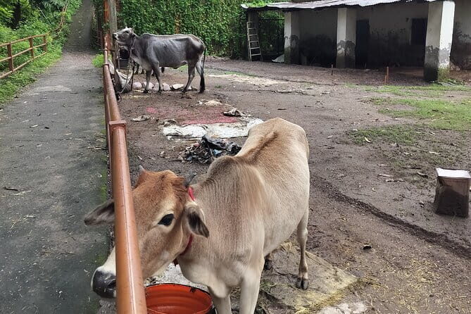 Explore Saint City on a Day Tour in Rishikesh - An In-Depth Look at the Rishikesh Day Tour