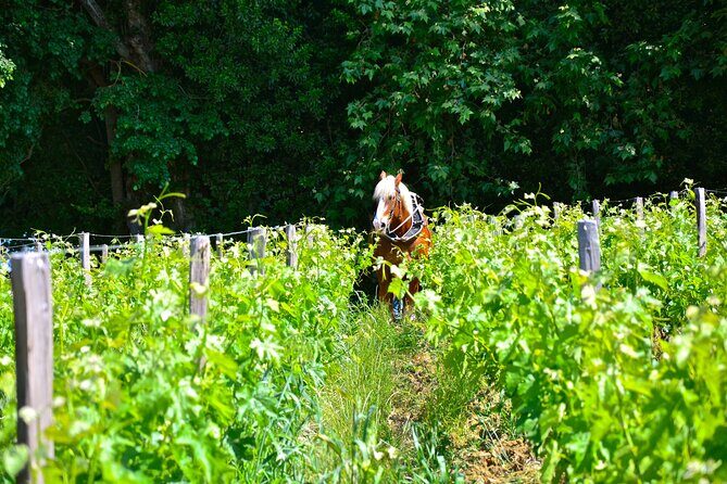 "Explore Saint-Émilion on e-Bikes: Small Group, half-Day Tour" - Who Will Love This Tour?