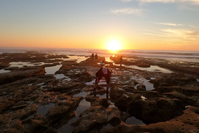 Explore San Diego Tide Pools with a Marine Biologist - Authentic Experiences and What People Say