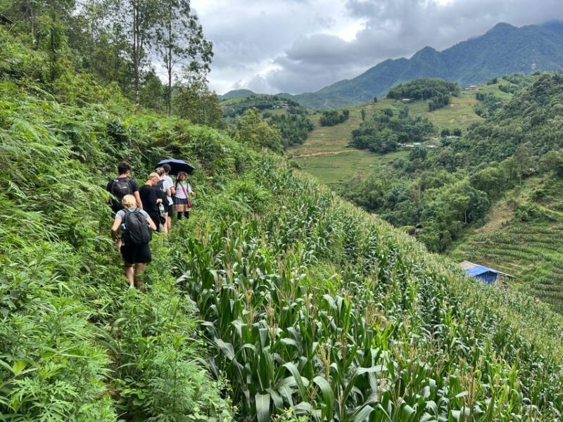 Explore Sapa by TrekkingAdventures, Mountain,Rice fields - A Closer Look at the Sapa Trekking Adventure