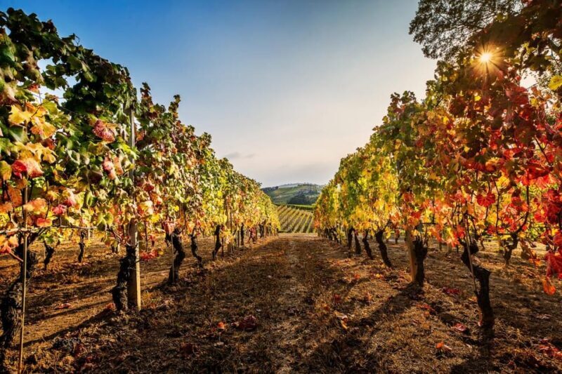 Explore & Savor: Dynamic Wine Tasting at Cantina Moscone - Who Is This Tour Best For?