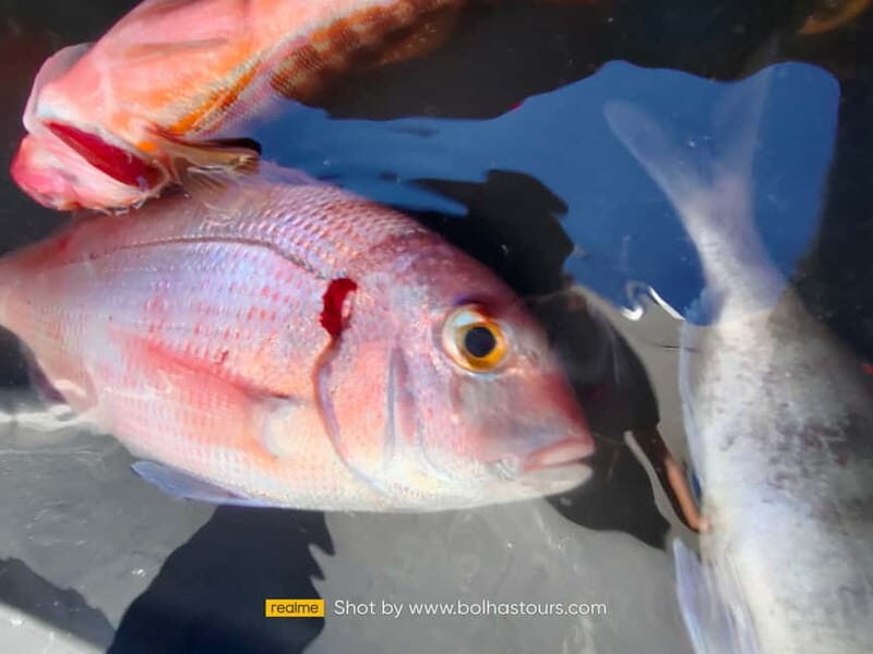 Explore Sesimbra: Private Sport Fishing All Inclusive Tour - References