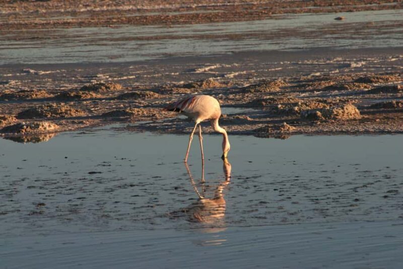 Explore The Atacama Desert and The Valley of Moon on a bike - Key Points