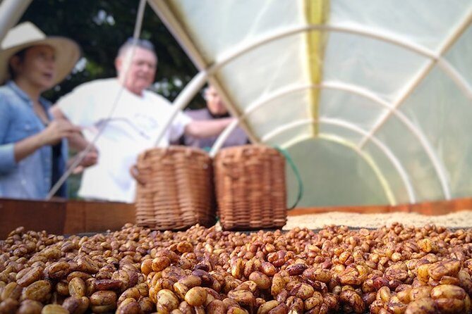 Explore the Coffee Process_From Tree to Cup & Fun by Jeep - In-Depth Review of the Coffee Plantation Tour in Pereira