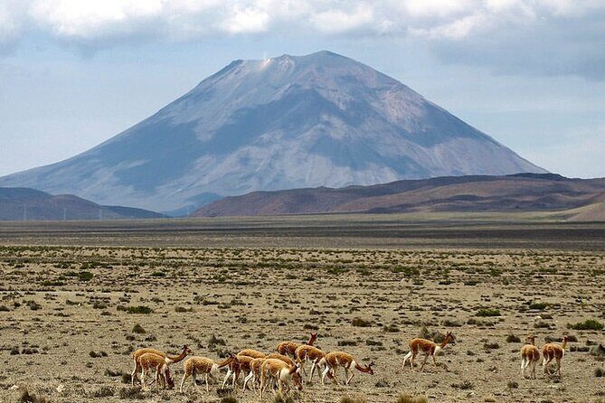 Explore the Colca Canyon From Arequipa 2 Days and 1 Night - The Sum Up