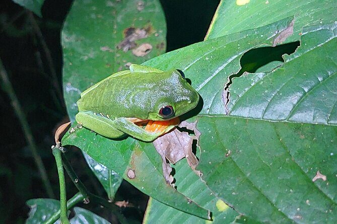 Explore the Dark Side of Nature: Manzanillo Refuge Night Walk - Key Points
