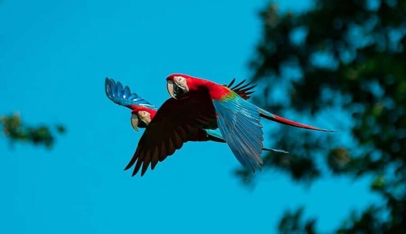 Explore the Feather Festival at the Chuncho clay lick - Key Points