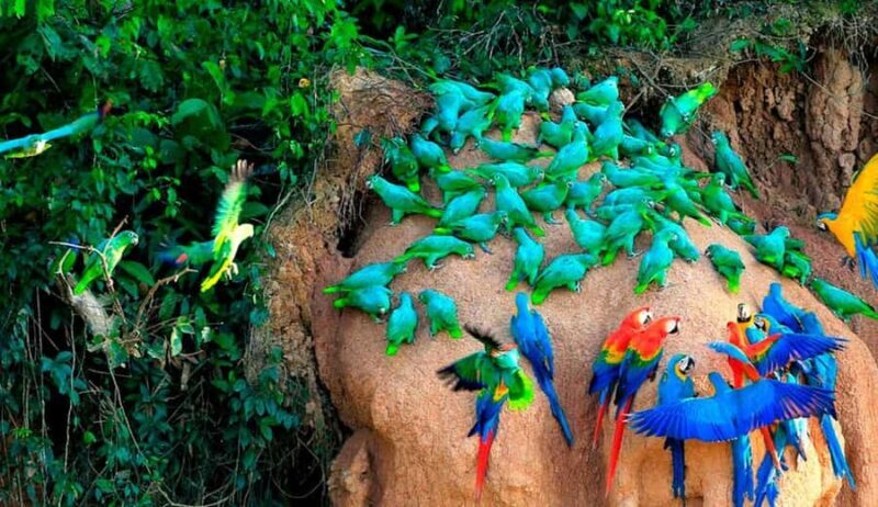 Explore the Feather Festival at the Chuncho clay lick - What Makes This Tour Stand Out?