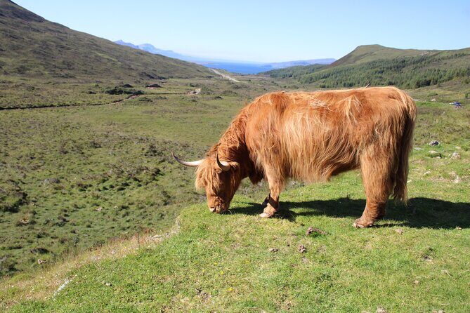 Explore the Isle of Skye in a full day tour - Who Should Book This Tour?