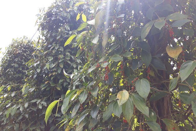 Explore the north of Phu Quoc island by Classical US Army Jeeps - Into the Jungle: Phu Quoc National Park