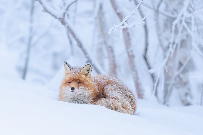 Explore the Norwegian Fjords and the Wildlife From Abisko - A Detailed Look at the Fjords and Wildlife Tour