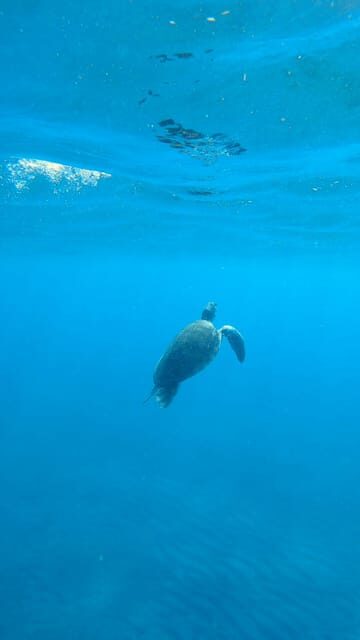Explore the ocean - Snorkeling for Beginners Los Cristianos - A Deep Dive into the Snorkeling Experience