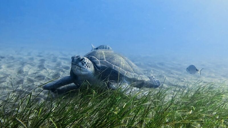 Explore the ocean - Snorkeling for Beginners Los Cristianos - Who This Tour Is Best For