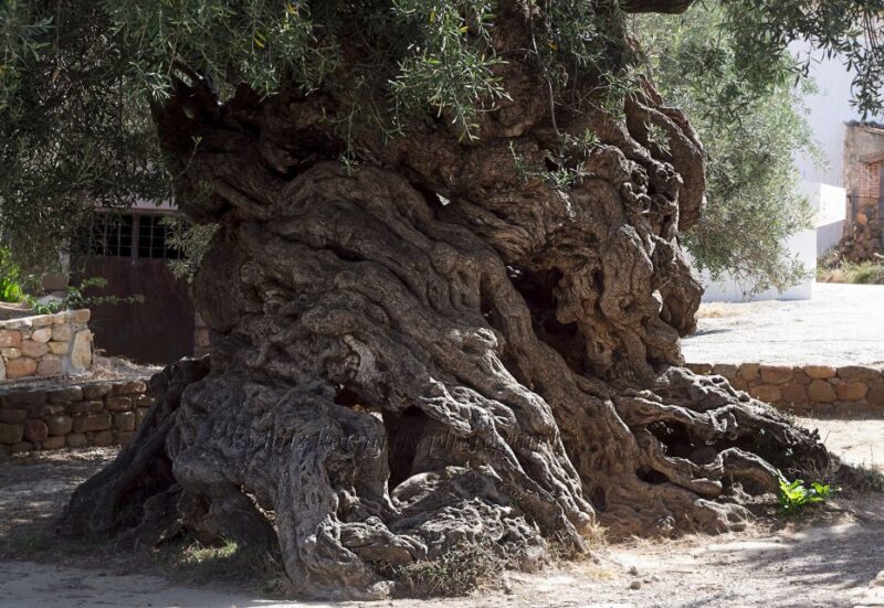 Explore the Secrets of Wine and Olives in Chania - Frequently Asked Questions