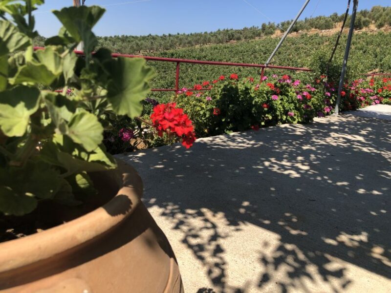 Explore the Secrets of Wine and Olives in Rethymno - An In-Depth Look at the Rethymno Wine and Olive Tour