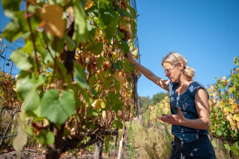 Explore the Secrets of Wine and Olives in Rethymno - Who Should Consider This Tour?