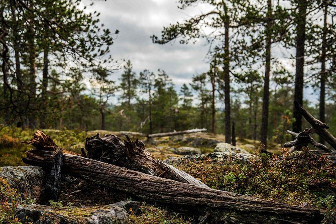 Explore the Wilderness (Summer & Autumn) - Authentic Traveler Insights