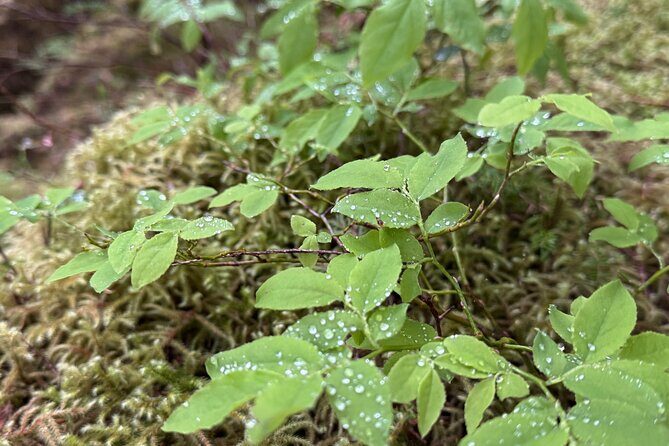 Explore Tongass National Forest on Connell Lake Trail Hike - An In-Depth Look at the Connell Lake Trail Hike