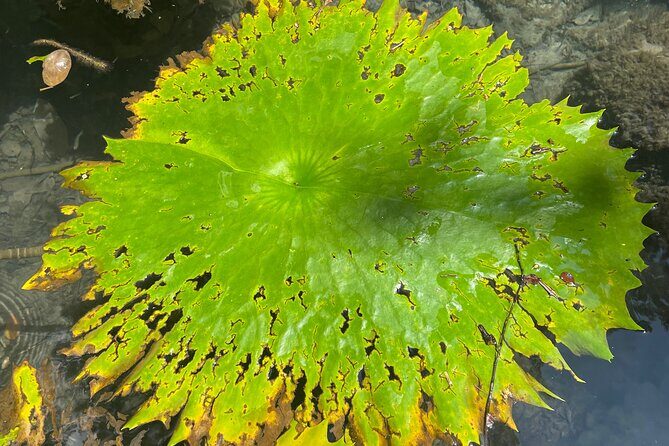 Explore Uxmal, 2 Magic Cenotes and Mayan Gastronomy - What Makes This Tour Stand Out?