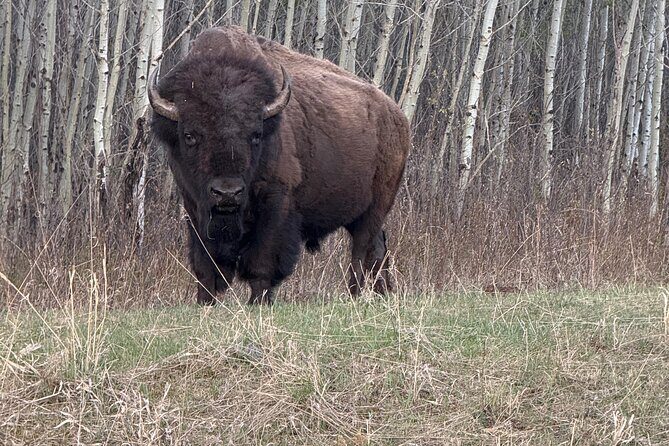 Explore Waterton National Park from Calgary private Luxury Tour - Key Points